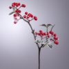 Agrifoglio natale