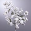 Ramo Salvia Ghiacciata