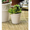 Vaso ceramica con piantine grasse 2 pz