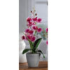 Orchidea con vaso 7 fiori per decorazione