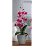 Orchidea con vaso 7 fiori per decorazione